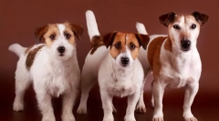 Jack russell terrier (foto) - veseli pasmina pas iz filma maska